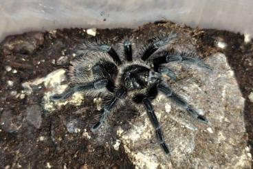 - bird spiders kaufen und verkaufen Photo: Biete Vogelspinnen für Versand oder Abholung - bird spiders kaufen und verkaufen Photo: Biete Vogelspinnen für Versand oder Abholung