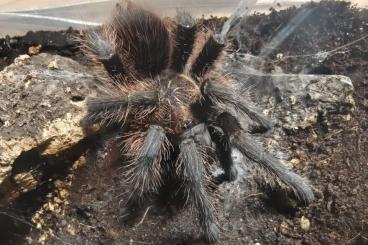 - bird spiders kaufen und verkaufen Photo: Vogelspinnen für Versand oder Abholung - bird spiders kaufen und verkaufen Photo: Vogelspinnen für Versand oder Abholung