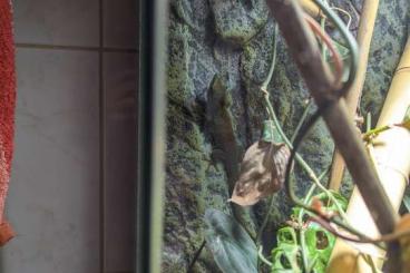 Lizards kaufen und verkaufen Photo: Phelsuma Grandis Weibchen aus Nachzucht ab zu geben !!!Reserviert!!!