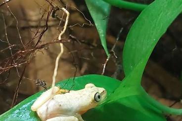 frogs kaufen und verkaufen Photo: Heterixalus madagascariensis