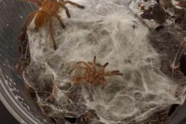 - bird spiders kaufen und verkaufen Photo: Monocentropus balfouri,Pterinochilus murinus 