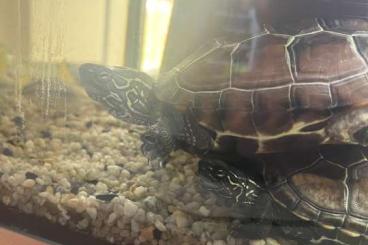 Schildkröten  kaufen und verkaufen Foto: Biete 2x Chinesische Dreikielschildkröte
