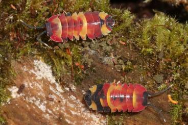 andere Wirbellose kaufen und verkaufen Foto: Merulanella sp. Scarlet - Asseln - Terrarium - Haustier - Isopod