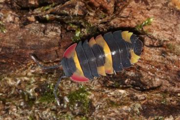 other Arthropoda kaufen und verkaufen Photo: Merulanella sp. Tricolor - Asseln - Terrarium - Haustier - Isopod