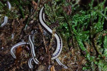 Insects kaufen und verkaufen Photo: Spirobolellus sp. Maui - Tausendfüßer - Asseln Insects kaufen und verkaufen Photo: Spirobolellus sp. Maui - Tausendfüßer - Asseln
