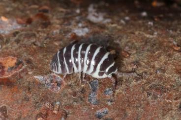 Insects kaufen und verkaufen Photo: Armadillidium maculatum - Zebrarollassel - Terrarium - Haustier