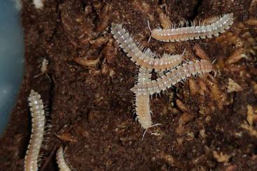 Insekten kaufen und verkaufen Foto: Orthomorpha sp. Yellow Banded - Bandfüßer - Terrarium - Tausendfüßer Insekten kaufen und verkaufen Foto: Orthomorpha sp. Yellow Banded - Bandfüßer - Terrarium - Tausendfüßer