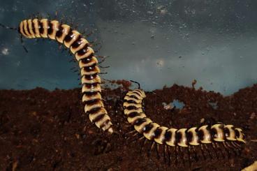 Insekten kaufen und verkaufen Foto: Orthomorpha sp. Yellow Banded - Bandfüßer - Terrarium - Tausendfüßer