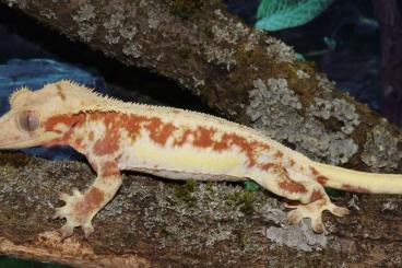 Geckos kaufen und verkaufen Photo: Kronengeckos - Correlophus ciliatus - verschiedene Morphen - Gecko Geckos kaufen und verkaufen Photo: Kronengeckos - Correlophus ciliatus - verschiedene Morphen - Gecko