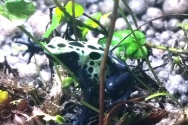 Poison dart frogs kaufen und verkaufen Photo: Tinctorius green sipaliwini 0,05