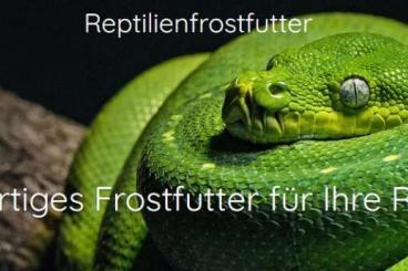 Schlangen kaufen und verkaufen Foto: Hochwertiges Frostfutter für deine Reptilien