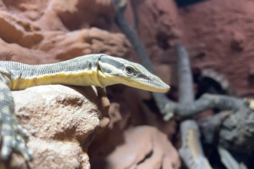 Monitor lizards kaufen und verkaufen Photo: Selling Varanus glauerti 1.0