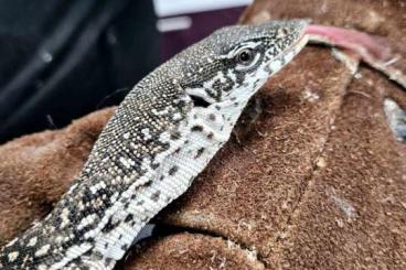 Monitor lizards kaufen und verkaufen Photo: Disponible pour Hamm 2.0 VARANUS SIMILIS