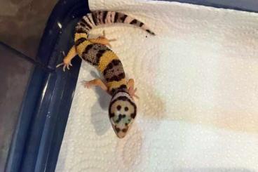 Geckos kaufen und verkaufen Photo: Disponible pour Hamm 0.0.5 GECKOS LEOPARDS