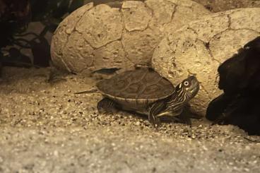 Schildkröten  kaufen und verkaufen Foto: Graptemys Höckerschildkröten Babys mit Equipment 