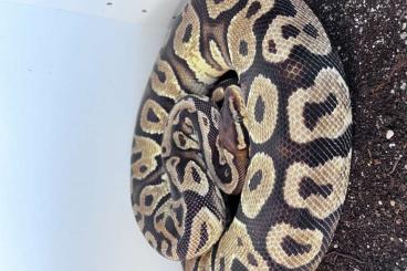 Ball Pythons kaufen und verkaufen Photo: Gravel Pastel 0.1 Königspython