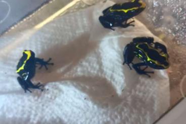 Poison dart frogs kaufen und verkaufen Photo: Dendrobates tinctorius nominat 0.3