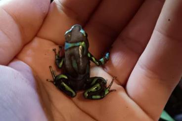 Poison dart frogs kaufen und verkaufen Photo: Dendrobates auratus birkhahn 2.3 
