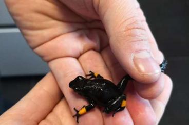 Poison dart frogs kaufen und verkaufen Photo: 1.0 oophaga histrionica bullseye orange