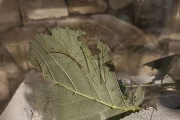 Insekten kaufen und verkaufen Foto: junge Stabschrecken (Ramulus artemis)