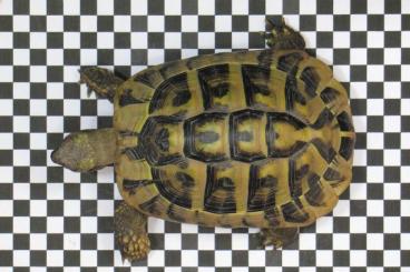 Tortoises kaufen und verkaufen Photo: Griech. Landschildkröten Testudo hermanni boettgeri, * 2010 bis 2013