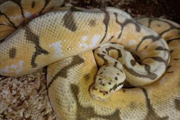 Snakes kaufen und verkaufen Photo: Avaible list of snake species