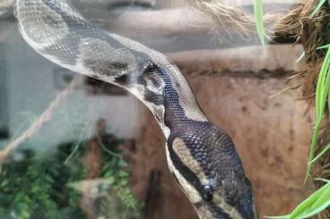 Ball Pythons kaufen und verkaufen Photo: Bock in liebevolle Hände abzugeben