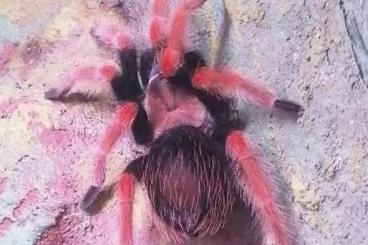 Vogelspinnen kaufen und verkaufen Foto:      Brachypelma Boehmei 