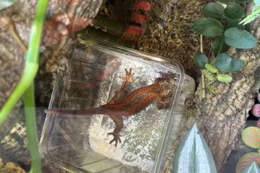 Geckos kaufen und verkaufen Foto: Exo Terra mit Höckerkopfgecko