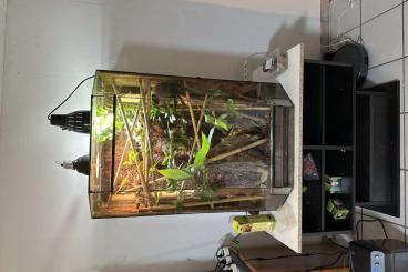 Geckos kaufen und verkaufen Photo: Terrarium inkl. Phelsuma Laticauda