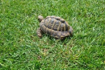 Tortoises kaufen und verkaufen Photo: Griechische Landschildkröte 