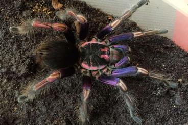 - bird spiders kaufen und verkaufen Photo: Suche ein paar Spinnen für Hamm 