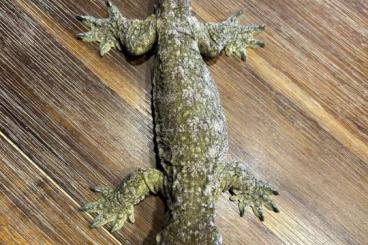 Geckos kaufen und verkaufen Photo: 1.0 R. leachianus Mt. Khogis Friedel DNZ 2023 Geckos kaufen und verkaufen Photo: 1.0 R. leachianus Mt. Khogis Friedel DNZ 2023