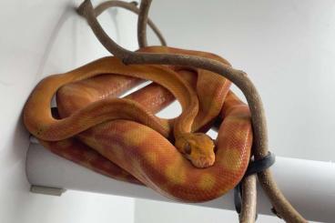 Boas kaufen und verkaufen Photo: 0.1 Corallus hortulanus DNZ 2019 Boas kaufen und verkaufen Photo: 0.1 Corallus hortulanus DNZ 2019