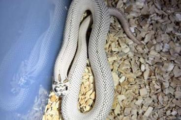 Snakes kaufen und verkaufen Photo: 1.0 Heterodon nasicus Superarctic Superconda DNZ 2024 Snakes kaufen und verkaufen Photo: 1.0 Heterodon nasicus Superarctic Superconda DNZ 2024