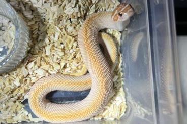 Snakes kaufen und verkaufen Photo: 1.1 Heterodon nasicus Candy het. Toxic DNZ 2024 Snakes kaufen und verkaufen Photo: 1.1 Heterodon nasicus Candy het. Toxic DNZ 2024
