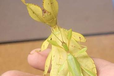 Insekten kaufen und verkaufen Foto: Adulte "Wandelnde Blätter", auch Männchen Insekten kaufen und verkaufen Foto: Adulte "Wandelnde Blätter", auch Männchen