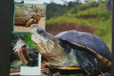 Literatur kaufen und verkaufen Foto: Marginata 47 (Schildkröten Mexikos) / Marginata 66 (Klappschildkröten)