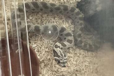 Snakes kaufen und verkaufen Photo: Hakennasennatter ungiftig Snakes kaufen und verkaufen Photo: Hakennasennatter ungiftig