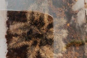 Vogelspinnen kaufen und verkaufen Foto: Männchen Tliltocatl albopilosus Nicaragua ca. Kl.3-4cm