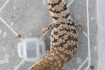 Skinke kaufen und verkaufen Photo: 0.0.X Egernia Depressa CB 2025 Skinke kaufen und verkaufen Photo: 0.0.X Egernia Depressa CB 2025