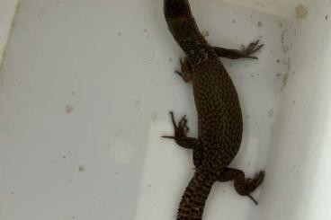 Warane kaufen und verkaufen Photo: Varanus Storri CB 2023 - very likely 0.1 Warane kaufen und verkaufen Photo: Varanus Storri CB 2023 - very likely 0.1