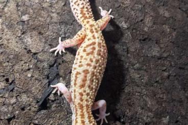 Geckos kaufen und verkaufen Foto: Eublepharis m. m.  / Leopardgecko 