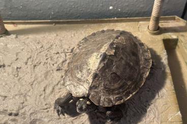 Schildkröten  kaufen und verkaufen Foto: Quachita-Höckerschildkröte
