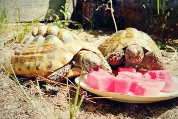 Tortoises kaufen und verkaufen Photo: Schildkrötenpaar abzugeben