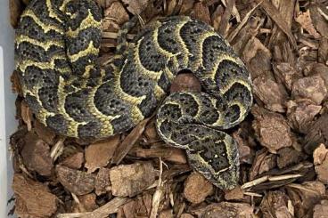 Snakes kaufen und verkaufen Photo: Schlangen zu abgeben (Puffoter) 3 Tier 