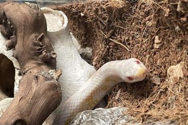 Snakes kaufen und verkaufen Photo: 3 Kornnattern suchen neues Zuhause 