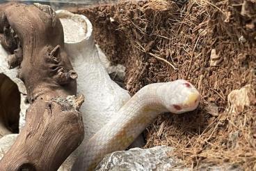 Schlangen kaufen und verkaufen Foto: 3 Kornnattern suchen neues Zuhause 