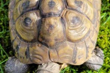 Tortoises kaufen und verkaufen Photo: Griechische Landschildkröte, testudo hermannii, adult, männlich