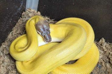 Pythons kaufen und verkaufen Foto: 1.1 Leiopython albertisii 